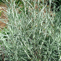 Curry Plant | 3 or 6 1L Pots