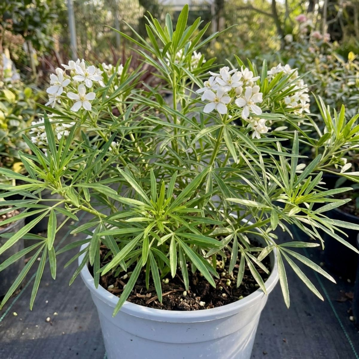 Choisya Greenfingers Shrub, Hardy Evergreen Mexican Orange Blossom Plant, 19cm 3L Root-Ball