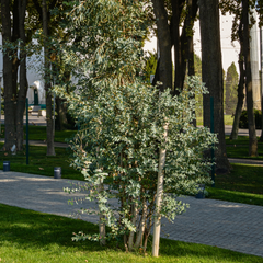 Eucalyptus Gunnii | 3L Pot