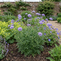 Scabious Butterfly Blue Hardy Perennial Plant, Bee Friendly Pincushion Flower, 2L Root Ball