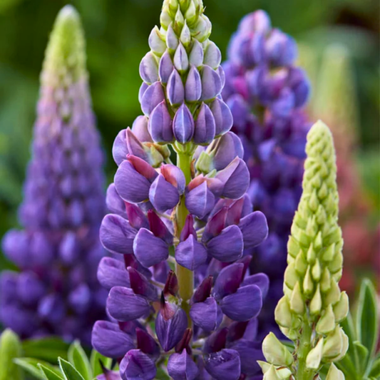 Lupin Legendary Blue Shades | 2L Pot