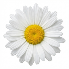 Set of 3 or 6 Leucanthemum Madonna White Shasta Daisy Plants, Hardy Perennial, 11cm or 1L Root Ball