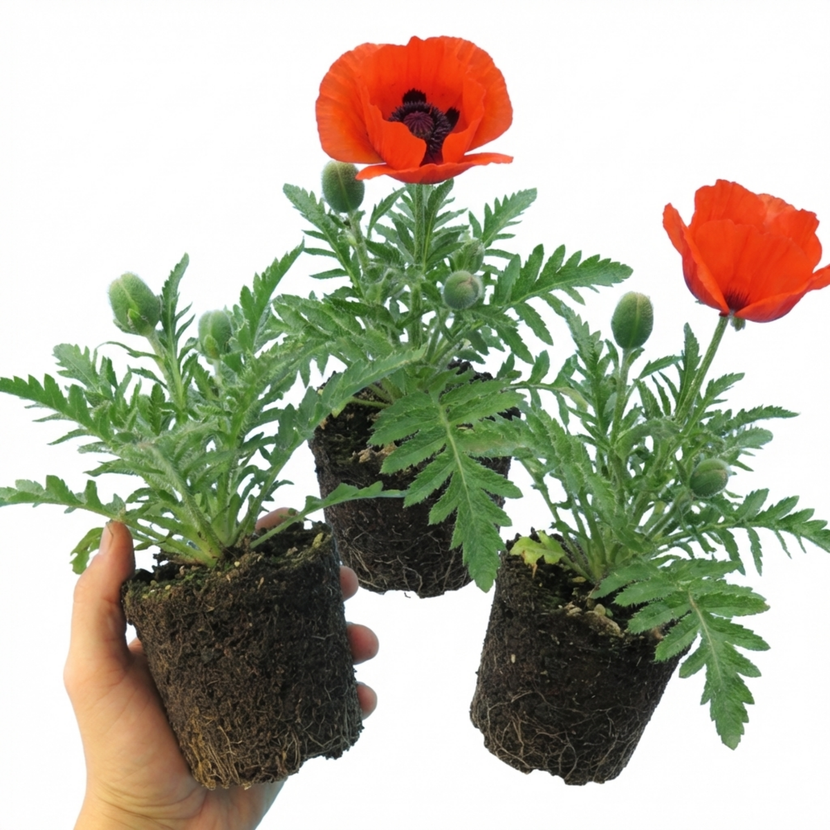 Papaver Orientale Beauty of Livermere Plants, Hardy Perennial Oriental Poppy, Outdoor Garden Ready, 1 Litre Root-Ball