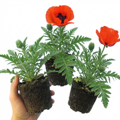 Papaver Orientale Beauty of Livermere Plants, Hardy Perennial Oriental Poppy, Outdoor Garden Ready, 1 Litre Root-Ball
