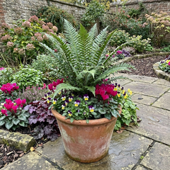 Braun's Holly Fern Polystichum Braunii Plants, Hardy Evergreen Perennial, 1Ltr Root-Ball