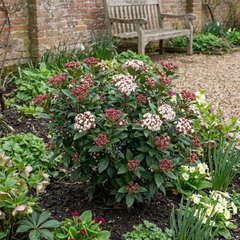 Viburnum Tinus Gwenllian Hardy Evergreen Flowering Shrub Plants, Winter Flowering Hedge, Outdoor Garden Ready, 11cm Root-Ball