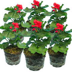 Pelargonium Toscana Dolce Vita Mylena / Gisela / Smart Senna