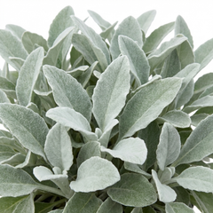 Senecio Sunshine Perennial Shrub, Hardy Drought Tolerant Silver Grey Foliage, Evergreen, 2L Root Ball