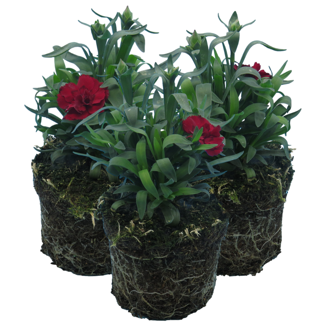 Carnation Dark Red | 3 or 6 1L Pots