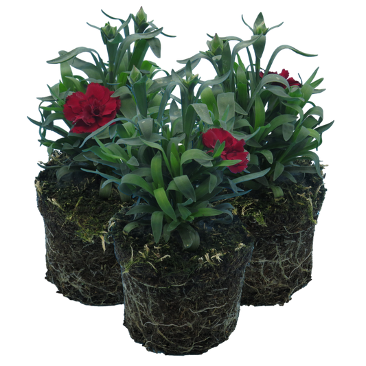 Carnation Dark Red | 3 or 6 1L Pots