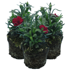 Carnation Dark Red | 3 or 6 1L Pots