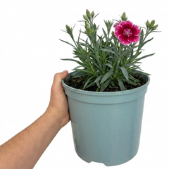 1 Cottage Pink Dianthus Raspberry Sundae, Fragrant Hardy Perennial Plant, 5 Litre Root Ball