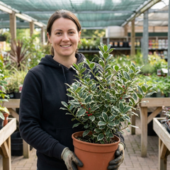 Ilex Argentea Marginata Silver Variegated Holly Plant, Hardy Evergreen Shrub, Litre Root Ball