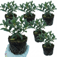 Osmanthus Burkwoodii Plants, Fragrant Evergreen Hedging Shrubs, Outdoor Garden Ready, White Flowers, 11cm Root-Ball