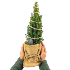 Christmas tree in sack with lights
