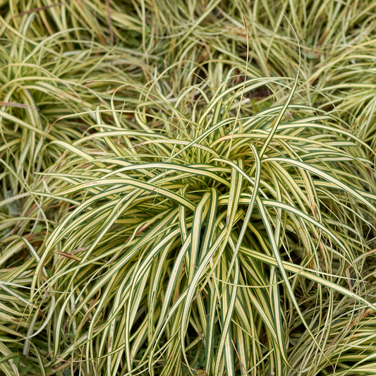 Carex Evergold