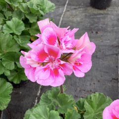 Geranium Toscana Linus | 3 or 6 1L Pots