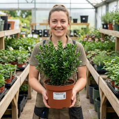 Euonymus Microphyllus Evergreen Hedge Plant, Hardy Low Maintenance Garden Shrub, 17cm Root-Ball