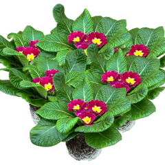 Primrose Purple | 3 or 6 1L Pots