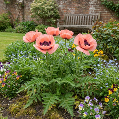 Papaver Orientale Garden Gnome Victoria Louise Plants, Hardy Perennial Oriental Poppy, Outdoor Garden Ready, 1 Litre Root-Ball