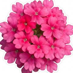 Verbena Trailing Magelana Hot Rose Plants, Summer Bedding Garden Ready, 10.5cm Root-Ball
