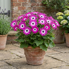Senetti Pink Bicolour Live Flowering Plant, Bee Friendly, Outdoor Garden Ready, 6.5 Litre Root-Ball