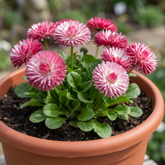 Bellis Habanera Rose Pink Double Daisy Plant, Hardy Perennial Spring Bedding, 2Ltr Root Ball
