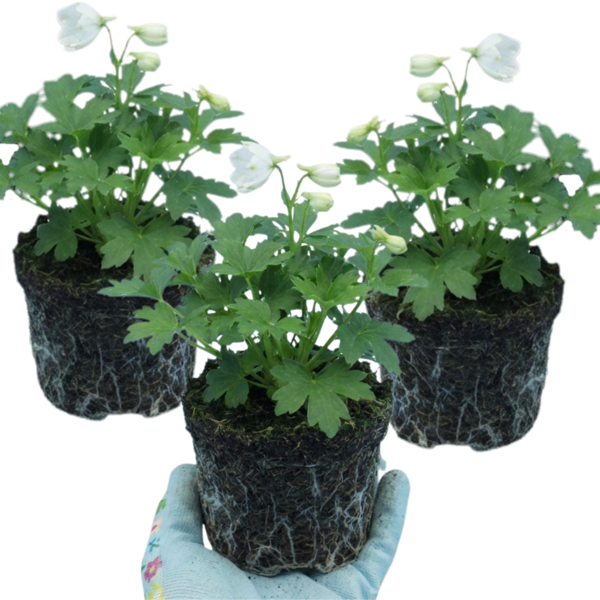 Set of 3 or 6 Delphinium Pacific Giants Galahad Hardy Perennial Plants, Tall Cottage Garden Flowers, Outdoor Garden Ready, 1 Litre Root-Ball