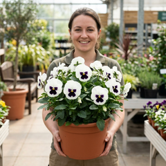 Pansy White with Blotch Plants, Hardy Spring & Autumn Flowering Bedding, Litre Root Ball