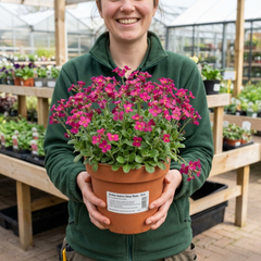 Arabis Aubrieta Deep Rose Plant, Hardy Evergreen Alpine Perennial, 2 Litre Root Ball