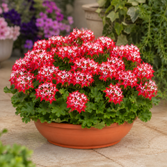 1 Geranium Summer Twist Red White, Hardy Outdoor Garden Ready Flowering Plant, 21cm Root-Ball