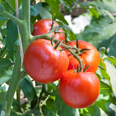Set of 3 or 6 Large Plants - Tomato Growers Selection Variety, Ready to Plant in Your Garden