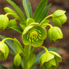 Hellebore Foetidus | Large 2L Pot