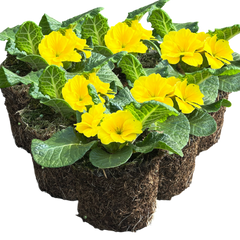 Primrose Yellow | 3 or 6 1L Pots