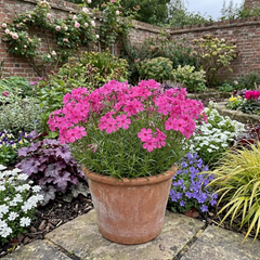Set of 3 or 6 Phlox ‘Fabulous Rose’ Hardy Perennial Plants, Fragrant, Bee Friendly, Summer Flowering, Outdoor Garden Ready, 1 Litre Root-Ball