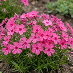 Set of 3 or 6 Phlox ‘Fabulous Rose’ Hardy Perennial Plants, Fragrant, Bee Friendly, Summer Flowering, Outdoor Garden Ready, 1 Litre Root-Ball