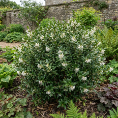 Osmanthus Burkwoodii Plant, Hardy Fragrant Evergreen Hedge Shrub, Garden Ready, Litre Root Ball