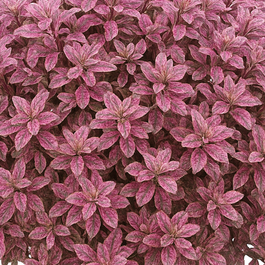 Pittosporum Bannow Bay | 3L Pot