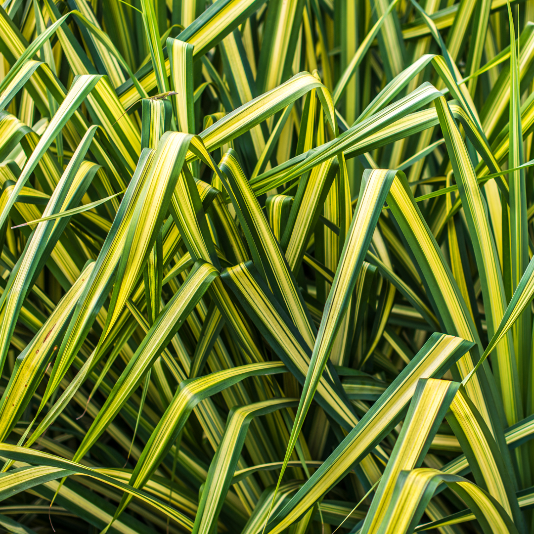 Carex Everglow | 2L Pot