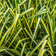 Carex Everglow | 2L Pot