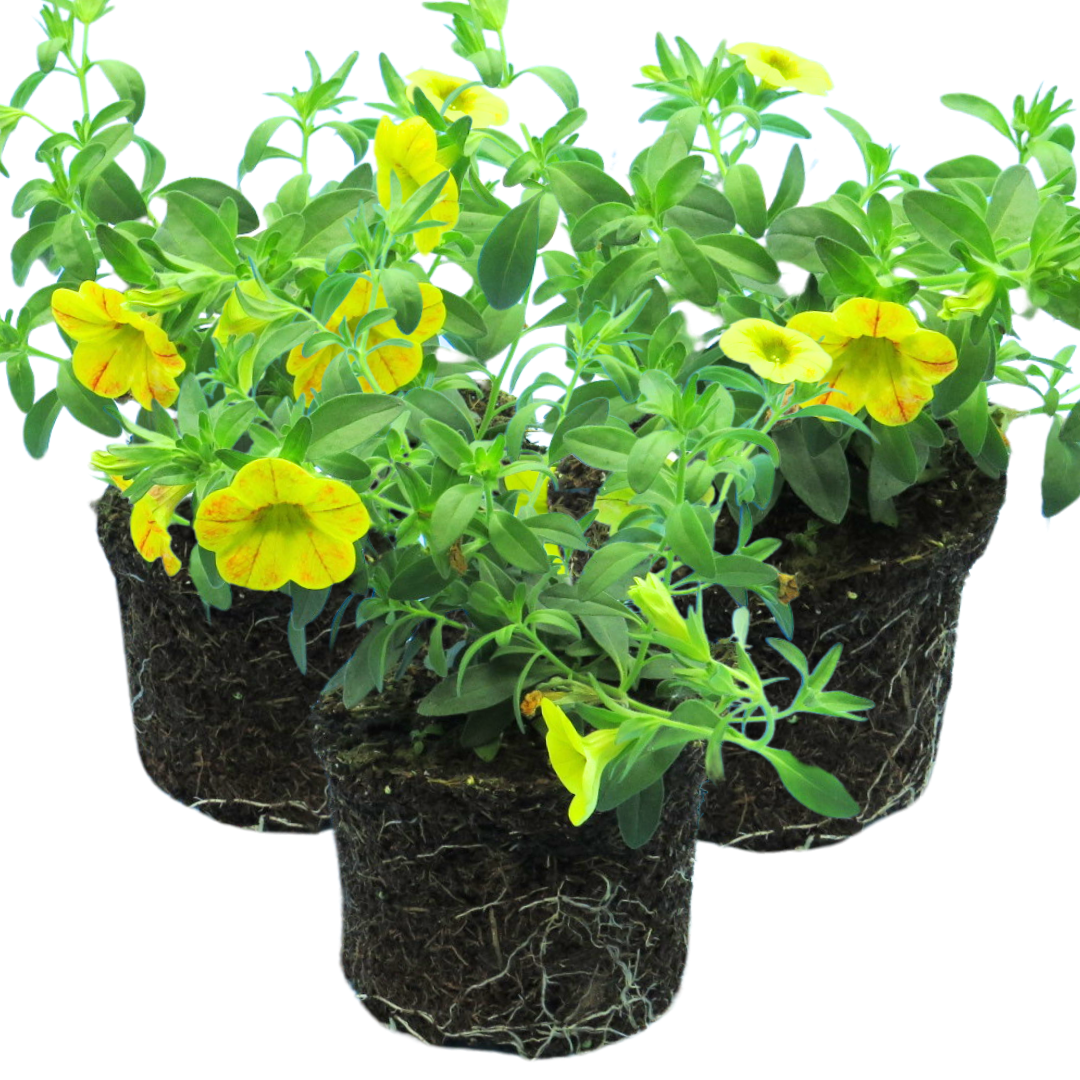 Calibrachoa Cabaret Diva Orange | 3 or 6 1L Pots