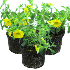 Calibrachoa Cabaret Diva Orange | 3 or 6 1L Pots