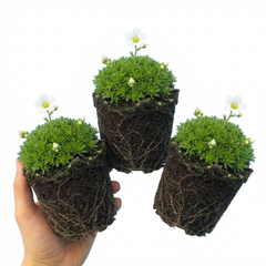 Saxifrage Marto White Mossy Alpine Plants, Hardy Evergreen Perennial Rockery Ground Cover, Outdoor Garden Ready, 1 Litre Root-Ball