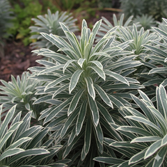 Euphorbia Silver Edge | 3L Pot