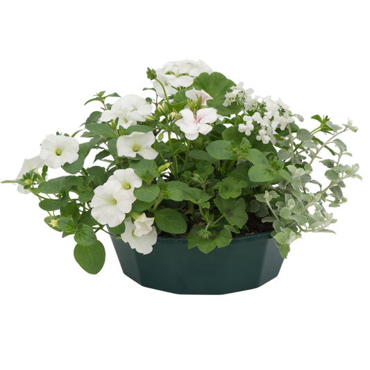 7 Colour Coordinated Plants - Effortless Chic Theme Speedplanter, Garden Ready