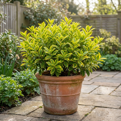 1 Ligustrum Aureum Golden Privet Hedge Plant, Evergreen Garden Ready, 7.5 Litre Root Ball