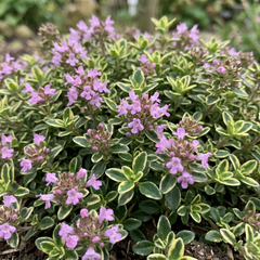 Thymus citriodorus ‘Doone Valley’ Thyme Herb Plants, Hardy Perennial Culinary Herb, Outdoor Garden Ready, 1 Litre Root-Ball