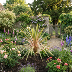 Cordyline Eurostripe | Large 3L Pot