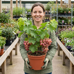 Grape Vitis Supernova Pink Plant, Outdoor Hardy Grape Vine for Garden, 3 Litre Root-Ball