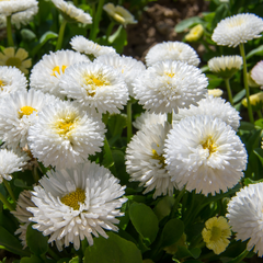 Bellis White | 3 or 6 1L Pots